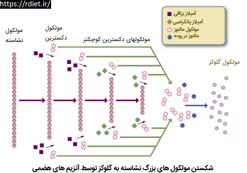 هضم کربوهیدراتها در روده