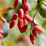 9 فواید چشمگیر زرشک برای سلامتی