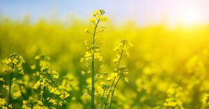 آیا باید از روغن کلزا استفاده کرد؟  تمام آنچه نیاز است بدانید