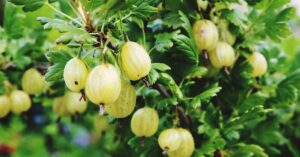 8 فواید چشمگیر انگور فرنگی برای سلامتی