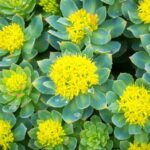 7 Science-Backed Health Benefits of Rhodiola rosea