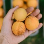 9 فواید Apricotshealthline.comhttps://www.healthline.com › apri...