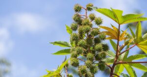 4 Benefits and Uses of Castor Oilhealthline.comhttps://www.healthline.com › cast...