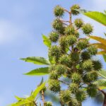 4 Benefits and Uses of Castor Oilhealthline.comhttps://www.healthline.com › cast...