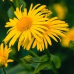 داروی هومیوپاتی آرنیکا: بررسی اجمالی، موارد استفاده، و مزایای Shealthline.comhttps://www.healthline.com › arni...