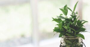 ۱۱ فواید شگفت‌انگیز چای نعناع و روغن ضروری