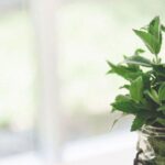 ۱۱ فواید شگفت‌انگیز چای نعناع و روغن ضروری