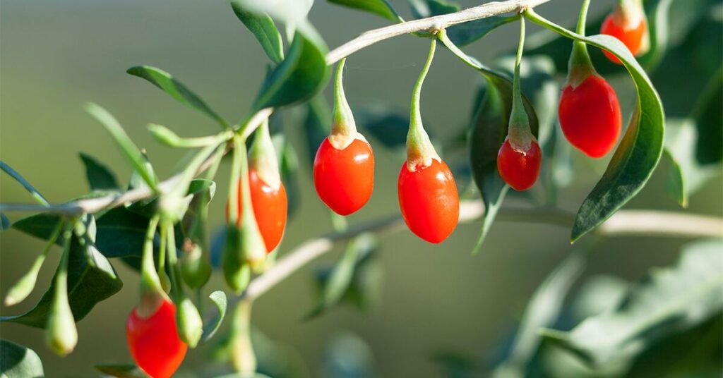 گوجی بری: تغذیه، فواید و عوارض جانبی