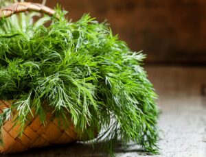 شوید و فواید بی‌شمار آن برای سلامتی- HealthifyMe