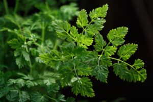 Chervil - The Medicinal Herb For A Healthy Body