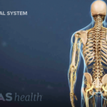 Posterior view of skeleton showing skeletal system of muscles bones tendons.