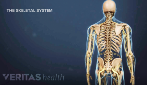 Posterior view of skeleton showing skeletal system of muscles bones tendons.