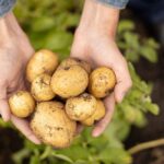 Health Benefits, Nutritional Value And Recipes- HealthifyMe