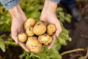 Health Benefits, Nutritional Value And Recipes- HealthifyMe