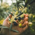 Benefits, Risks & More- HealthifyMe