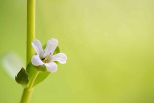 An Expert’s Take On Brahmi Plant- HealthifyMe