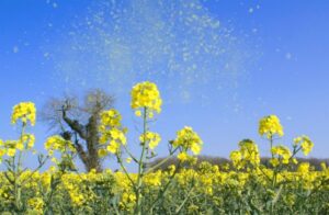 فصل تب یونجه: 5 روش اثبات شده برای کاهش علائم