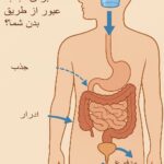چه مدت طول می‌کشد تا آب از بدن عبور کند؟
