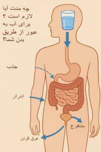 چه مدت طول می‌کشد تا آب از بدن عبور کند؟