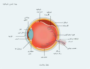 سلامت روده – پری بیوتیک ها، غذاها، میکروبیوم
