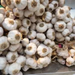 چه اتفاقی در بدن شما می‌افتد وقتی به‌طور منظم سیر می‌خورید