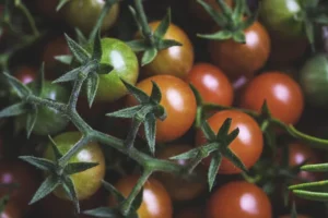 ۱۰ تا از بهترین غذاها برای کاهش درد و التهاب مفاصل rdiet.ir