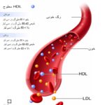 کلسترول HDL چیست و چرا مهم است؟
