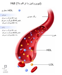 کلسترول HDL چیست و چرا مهم است؟