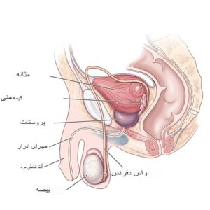کیسه منی: محل، آناتومی، عملکرد و اختلالات