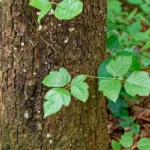 What Does Poison Ivy Rash Look Like? Effective Treatments and Warning Signs
