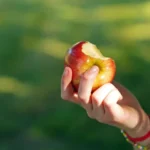 بهترین زمان برای خوردن سیب برای هضم بهتر، کاهش وزن...