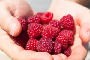 میوه شماره ۱ برای سلامت روده rdiet.ir