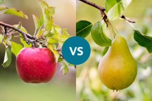 سیب در مقابل گلابی: کدام منبع فیبر بهتری است؟ rdiet.ir