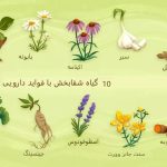فواید سلامتی ۱۰ گیاه دارویی شفابخش