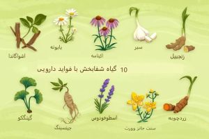 فواید سلامتی ۱۰ گیاه دارویی شفابخش