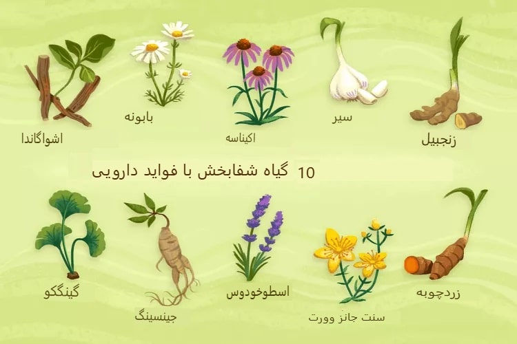 فواید سلامتی ۱۰ گیاه دارویی شفابخش
