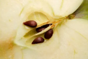 ۵ عارضه جانبی جدی خوردن دانه‌های سیب rdiet.ir