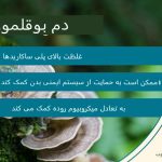 13 فایده قارچ دم بوقلمون و عوارض جانبی شایع