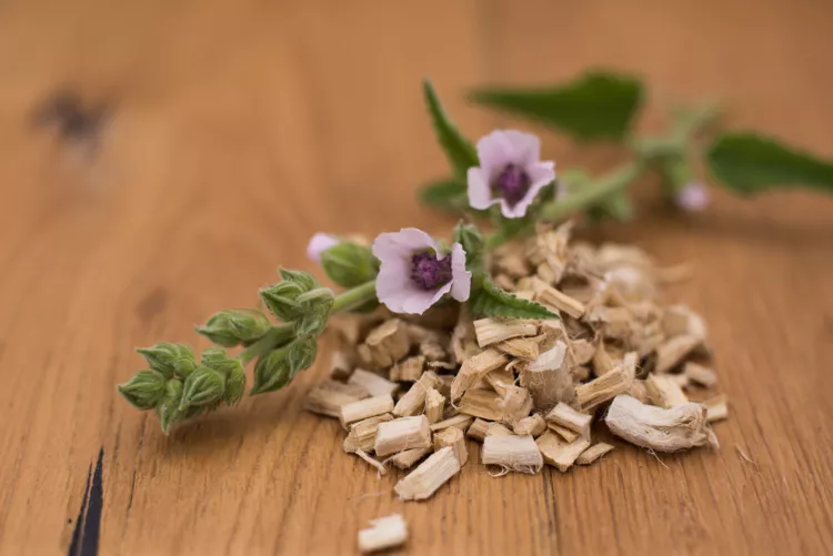 ریشه ختمی (Marshmallow Root) برای چه مواردی استفاده می‌شود؟