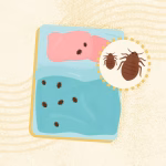تمام اطلاعاتی که باید درباره ساس‌ها بدانید