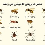 ۱۲ نوع از گزش حشرات و چگونگی شناسایی آن‌ها