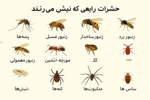 ۱۲ نوع از گزش حشرات و چگونگی شناسایی آن‌ها