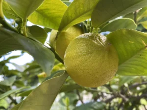 ۳ فایده سلامتی نارنج ترنج و روش استفاده ایمن از آن
