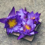 ۵ روش که گل نیلوفر آبی می‌تواند به سلامت شما کمک کند