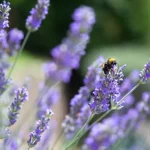 اثرات روغن اسطوخودوس بر خواب شما