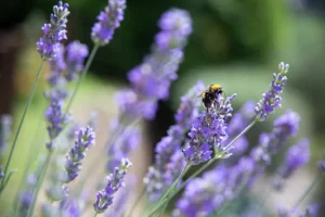 اثرات روغن اسطوخودوس بر خواب شما