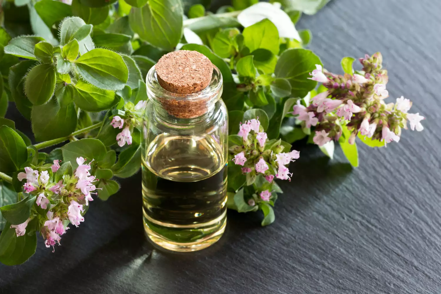 ۶ مزیت و کاربرد درمانی روغن پونه کوهی یا اورگانو