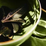 آیا مریم گلی (Sage) می‌تواند به تسکین علائم یائسگی کمک کند؟