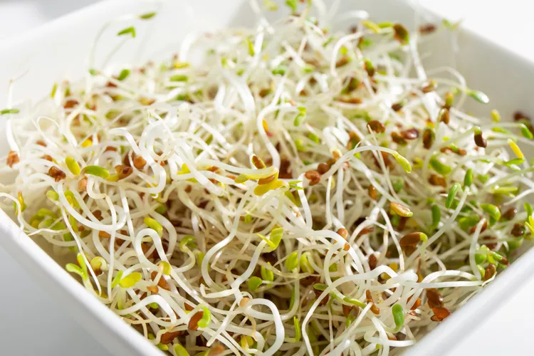 ۸ فایده مهم و اثرات جانبی یونجه (Alfalfa) برای سلامتی