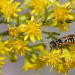 راهنمای کامل درمان مؤثر نیش زنبور در خانه و اقدامات فوری